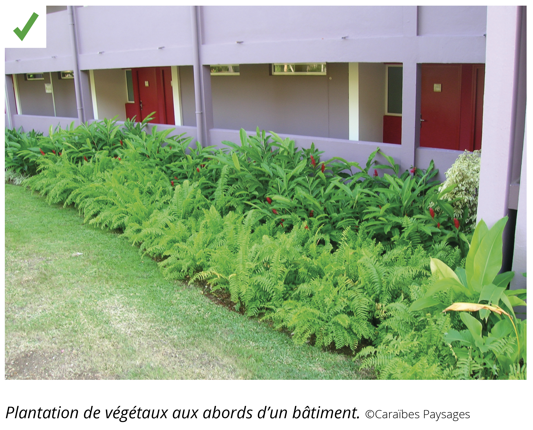 Végétalisation et bâtiments en climat tropical (Outre-Mer) photo2